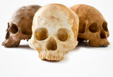 Chocolate Skulls