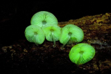 Glow in the Dark mushroom Growing Log Habitat Kit