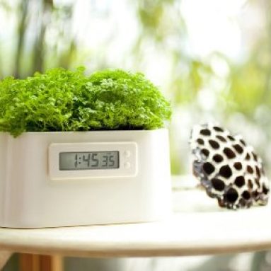 Plant Powered Clock