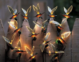 Hummingbird Lights