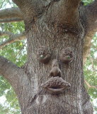 Mr. Mapleshade Tree Face